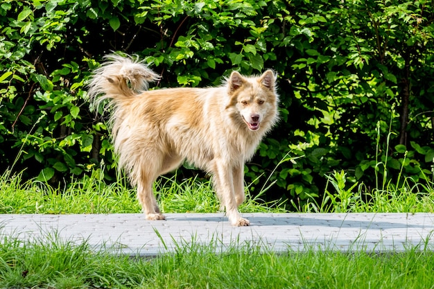 A stray dog on a sidewalk against a green background in the summer on a sunny day_