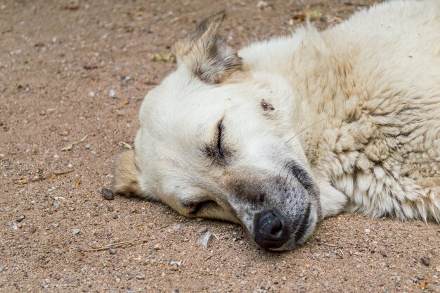 Stray dog sleeping on the ground in a park