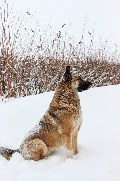 雪の中の野良犬