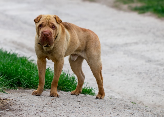 A stray dog standing in the middle of a highway