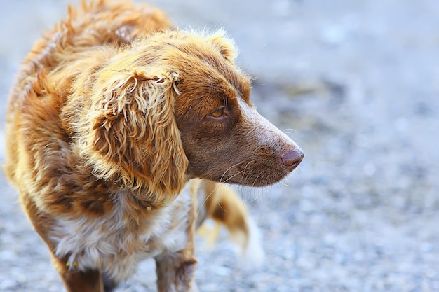 Stray dog on the street, chipping, sterilization animal
shelter, portrait of mongrel dog