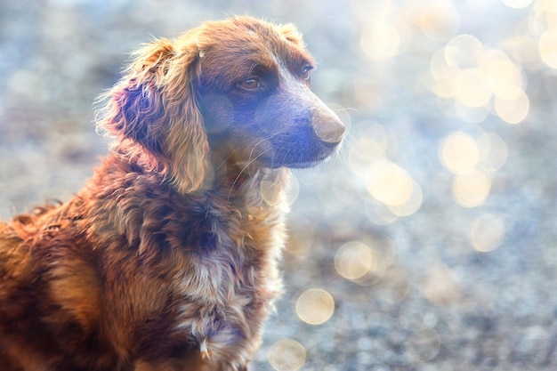 Stray dog on the street, chipping, sterilization animal\
shelter, portrait of mongrel dog