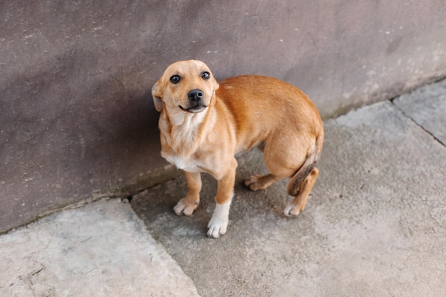 休日の路上で野良犬。