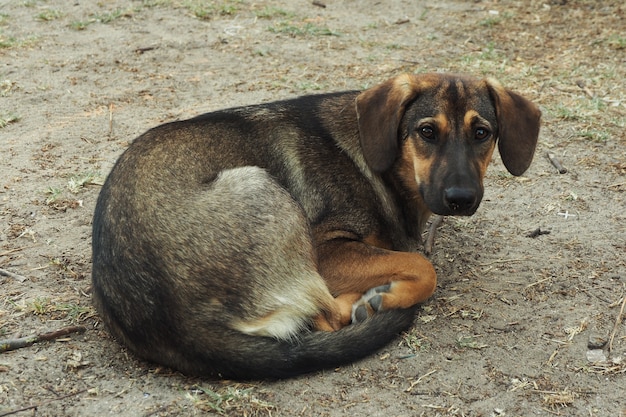 A stray dog, thin and sad, lies on the ground curled up. 