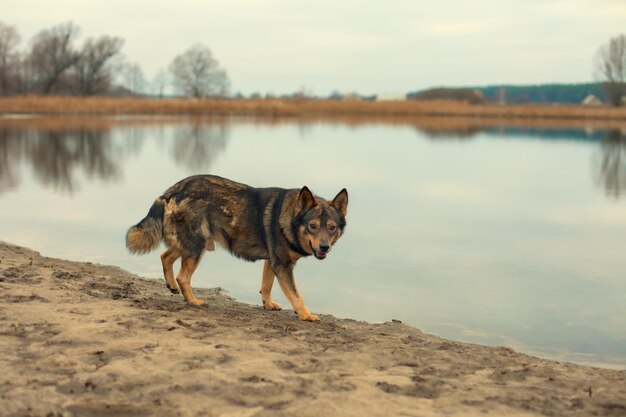 Cane randagio che cammina vicino al lago