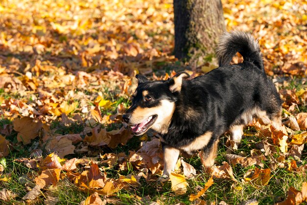 A stray dog walking in the park in the autumn season, a dog without an owner is dirty and homeless