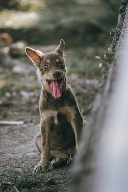 A stray dog ​​was walking in the garden