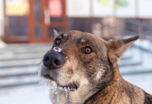 冬の野良犬大型混血野良犬の肖像