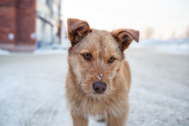 冬の野良犬混合品種の野良犬の肖像羊飼い犬がマスターを探しています
