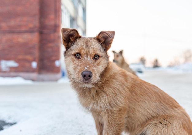 冬の野良犬混合品種の野良犬の肖像羊飼い犬がマスターを探しています