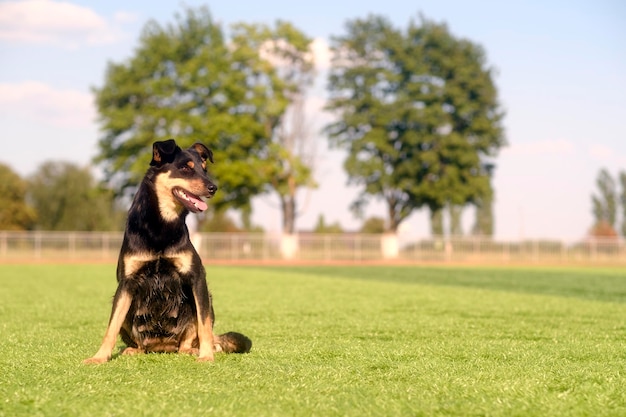 Бродячая собака с открытым ртом сидит на лужайке в солнечную погоду