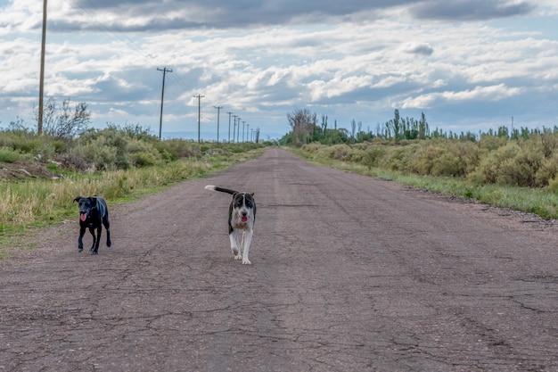 Бродячие собаки на проселочной дороге