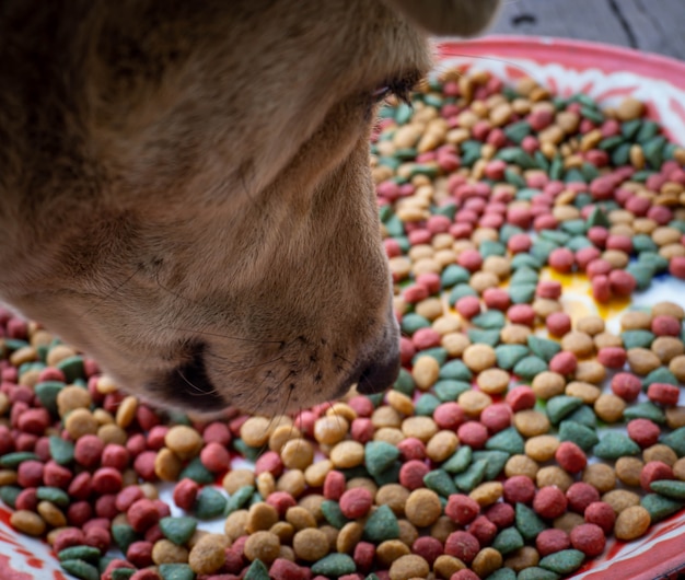 写真 野良犬は餌のペレットを見る