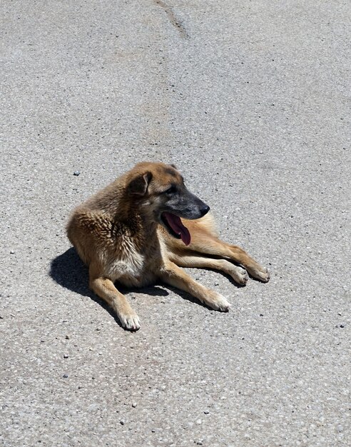 Stray dogs lying on street pavements tired dog breathing fast