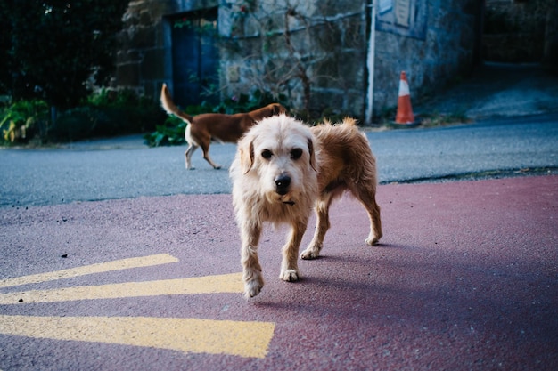路上にいる放浪犬
