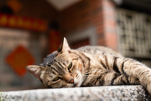 野良太ったぶち猫