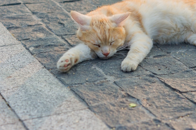 Stray ginger cat sleeping on the pavement. 