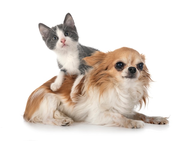 Stray kitten and chihuahua in front of white background