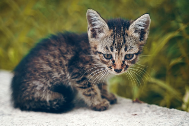 野良子猫。