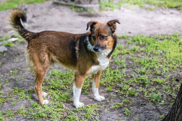 路上にいる迷走した混血犬