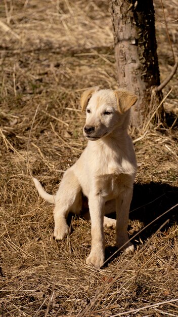 Stray Puppy in nature pet concept