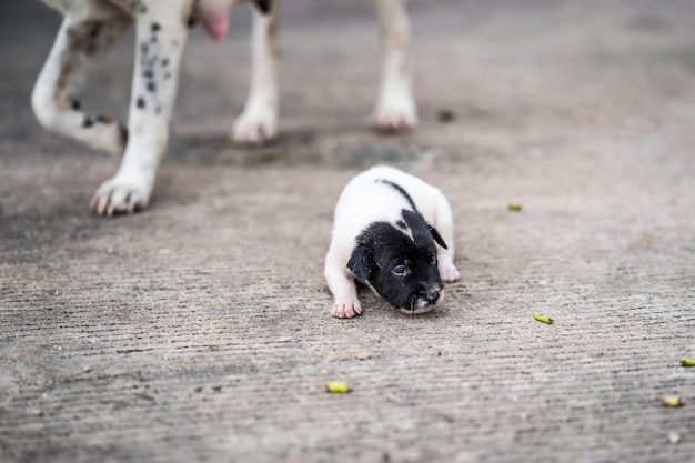 道に迷い込んでいる子犬と、彼らのそばにいる母親