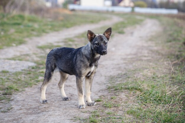 Stray small dogs on the street, protecting animals and nature