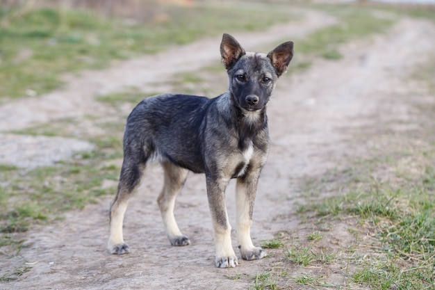 動物や自然を守る、路上での野良犬