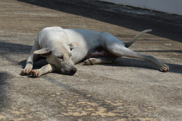 Un cane randagio di strada. il problema degli animali randagi di strada.