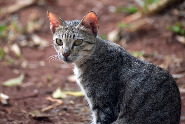 ストレイキャットのポートレート、クローズアップ