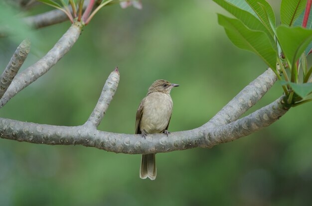 Streak-eared​ bulbul​ stand​ing on branches​