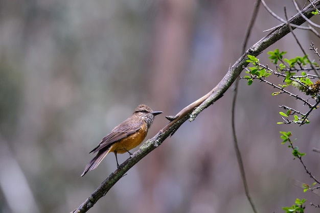 Streak throated Bush Tyrant Myiotheretes striaticollis solitary specimen perched on branches of a bush