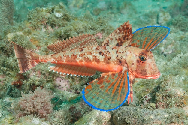 Cappone striato chelidonichthys lastoviza granada spagna