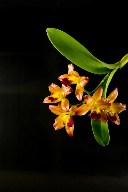 縞模様の蘭の花。黒の背景に美しい蘭の花