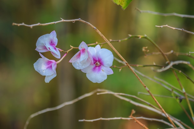 Streaked orchid flowers in garden