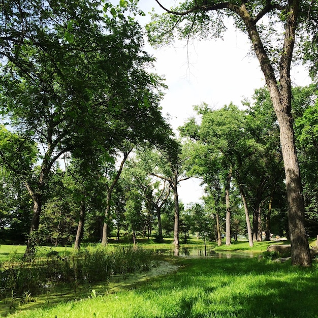 Stream amidst trees against sky in kildonan park