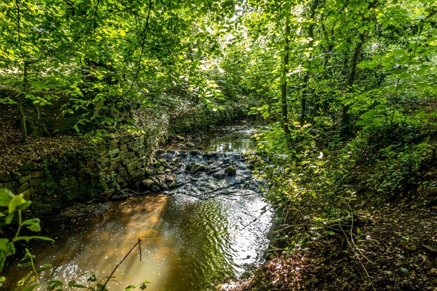 Stream amidst trees in forest