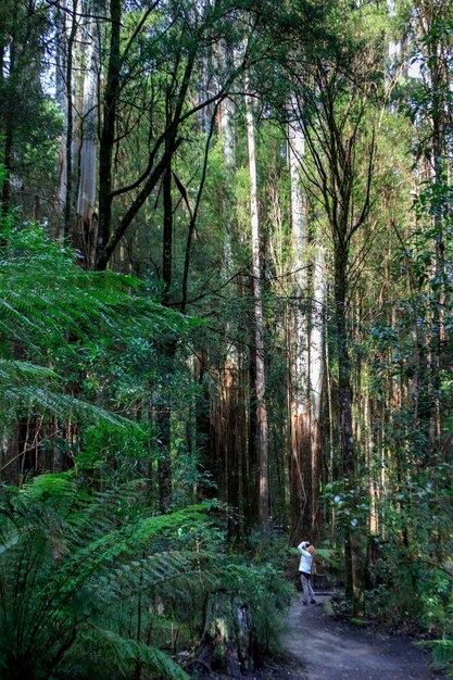 Photo stream amidst trees in forest