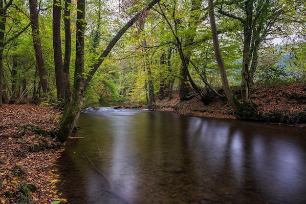 Stream amidst trees in forest