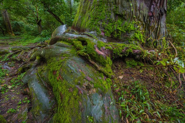 写真 森の木の間にある小川