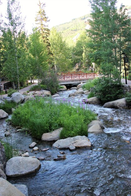 Stream amidst trees and plants in river against sky