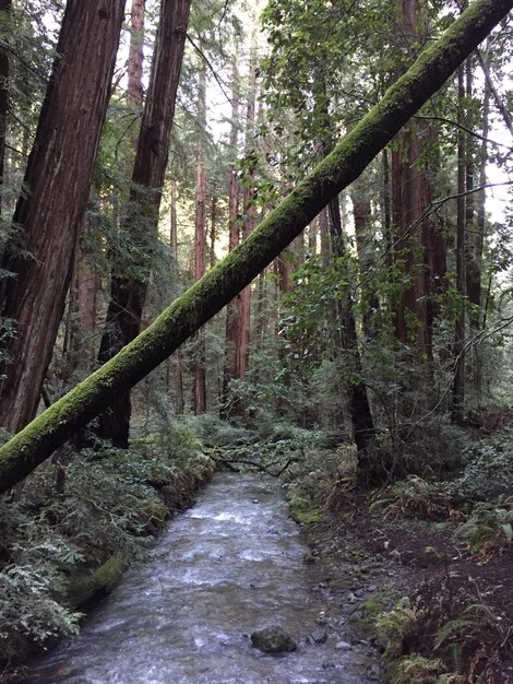 Stream amidst trees