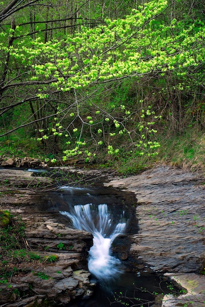 Stream in a beech forest in the Gorbeia Natural Park