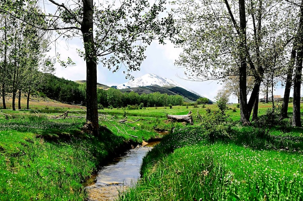 Stream crossing the green meadow jaen