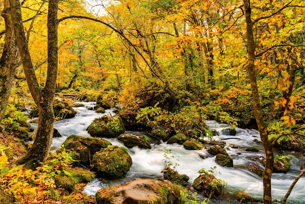 Photo stream flowing amidst trees in forest during autumn