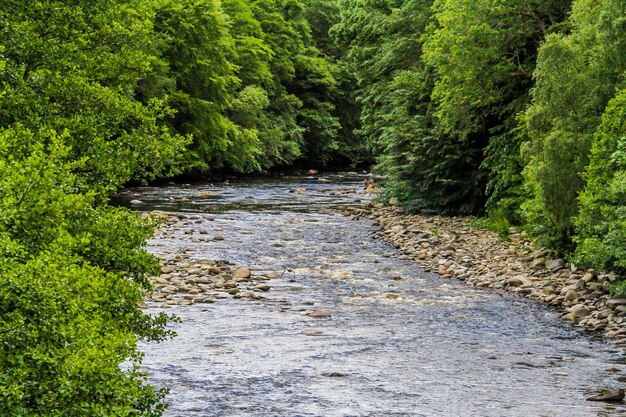 Stream flowing amidst trees in forest