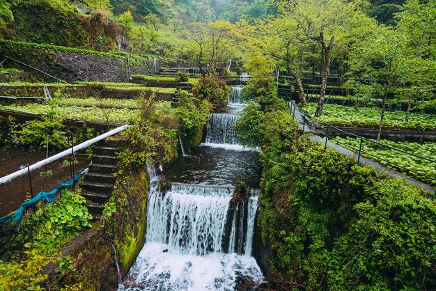 Stream flowing amidst trees in forest