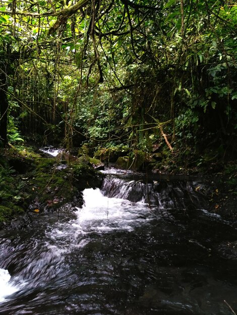 Photo stream flowing amidst trees in forest