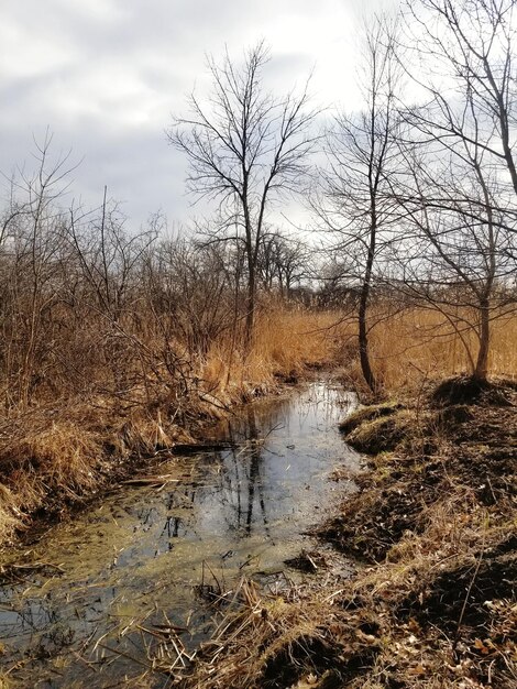 Stream flowing in forest against sky