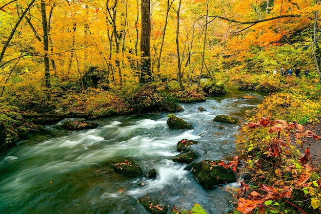 Photo stream flowing in forest during autumn